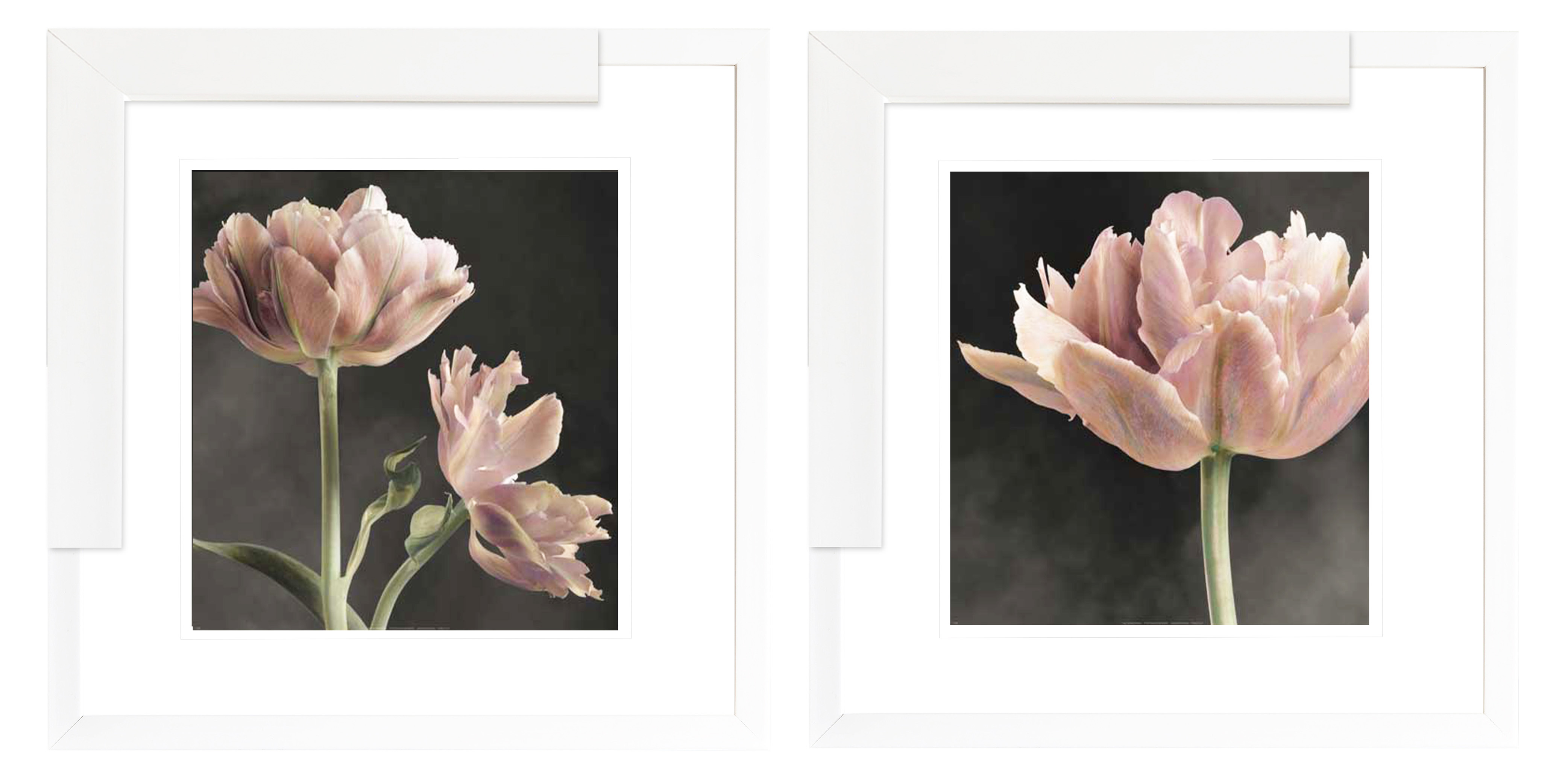 FP253 Wall décor art framed print set of 2 floral white frame